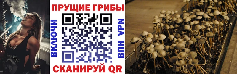 Купить где Опочка Галлюциногенные грибы мицелий